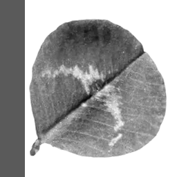 clover.png